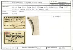 Karteikarte zum Syntyp von Vertebralina elongata Karrer, 1868